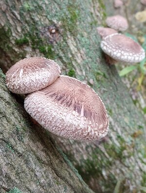 rsz_cold_weather_shiitakes (1).jpg