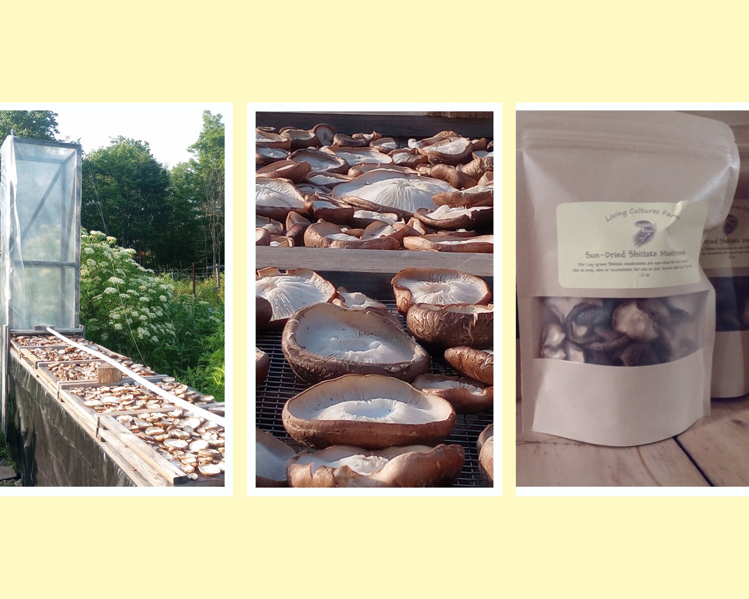 rsz_dried_shiitake_collage_new.jpg