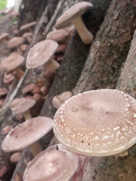 Full Flush of Shiitake